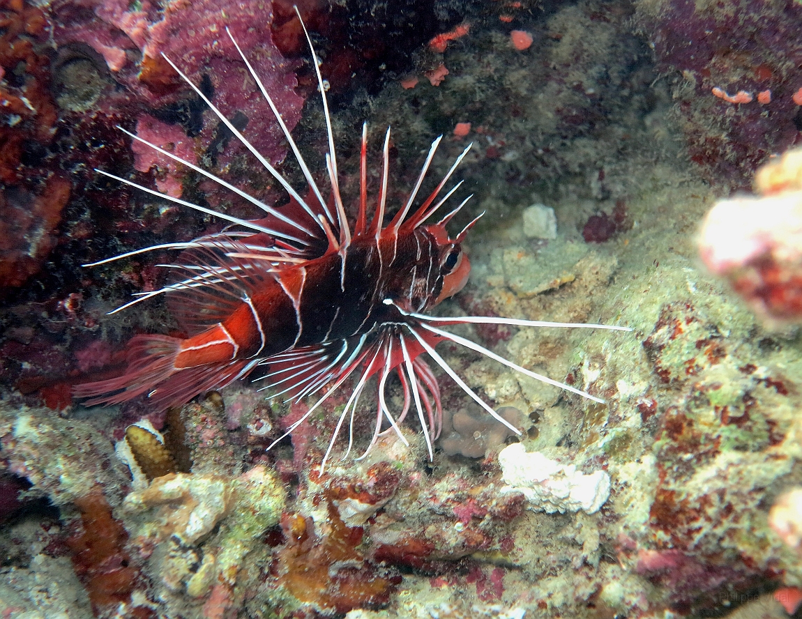 IMG_0520rf_Maldives_Madoogali_House reef_Poisson scorpion diable_Pterois antennata.jpg